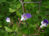 Vitex petersiana fl-t.JPG